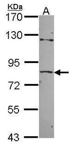 ZNF148 Antibody in Western Blot (WB)