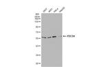 PDCD4 Antibody in Western Blot (WB)