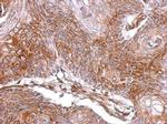 ELA3A Antibody in Immunohistochemistry (Paraffin) (IHC (P))