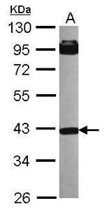 INPP5A Antibody in Western Blot (WB)