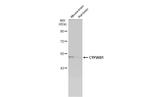 CYP26B1 Antibody in Western Blot (WB)