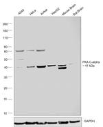 PKA alpha Antibody in Western Blot (WB)