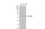 CYP26A1 Antibody in Western Blot (WB)