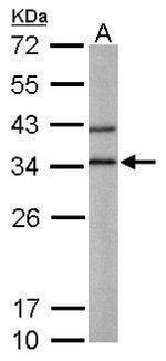 BPNT1 Antibody in Western Blot (WB)