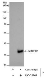 MTHFD2 Antibody in Immunoprecipitation (IP)