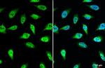 UGDH Antibody in Immunocytochemistry (ICC/IF)