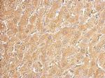 UGDH Antibody in Immunohistochemistry (Paraffin) (IHC (P))