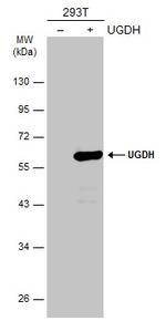 UGDH Antibody in Western Blot (WB)