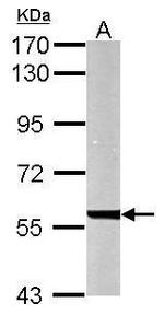 UGDH Antibody in Western Blot (WB)