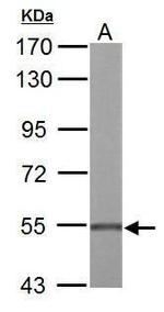 UGDH Antibody in Western Blot (WB)