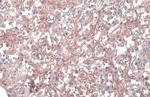 alpha Dystroglycan Antibody in Immunohistochemistry (Paraffin) (IHC (P))