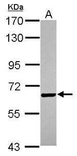 BTD Antibody in Western Blot (WB)