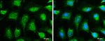 OGDH Antibody in Immunocytochemistry (ICC/IF)