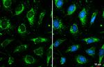 OGDH Antibody in Immunocytochemistry (ICC/IF)