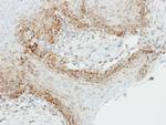 OGDH Antibody in Immunohistochemistry (Paraffin) (IHC (P))