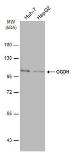 OGDH Antibody in Western Blot (WB)