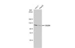 OGDH Antibody in Western Blot (WB)