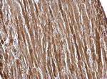 ETFA Antibody in Immunohistochemistry (Paraffin) (IHC (P))