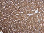 ETFA Antibody in Immunohistochemistry (Paraffin) (IHC (P))