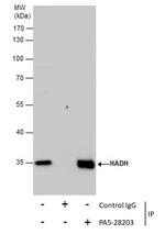 HADH Antibody in Immunoprecipitation (IP)