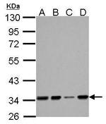 HADH Antibody in Western Blot (WB)