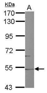 Cyp46a1 Antibody in Western Blot (WB)