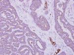 MTMR14 Antibody in Immunohistochemistry (Paraffin) (IHC (P))