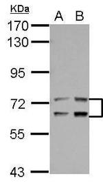 LTA4H Antibody in Western Blot (WB)