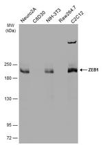 ZEB1 Antibody in Western Blot (WB)