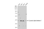 GNAI1 Antibody in Western Blot (WB)