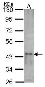 SKAP55 Antibody in Western Blot (WB)