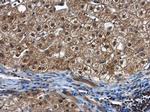 PSMC5 Antibody in Immunohistochemistry (Paraffin) (IHC (P))