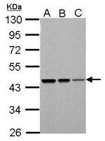 PSMC5 Antibody in Western Blot (WB)