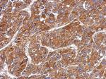 MMP8 Antibody in Immunohistochemistry (Paraffin) (IHC (P))