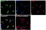 MEF2C Antibody in Immunocytochemistry (ICC/IF)