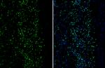 MEF2C Antibody in Immunohistochemistry (Frozen) (IHC (F))