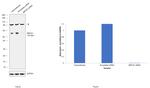 MEF2C Antibody in Western Blot (WB)