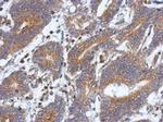 ATXN10 Antibody in Immunohistochemistry (Paraffin) (IHC (P))