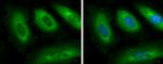 GSPT1 Antibody in Immunocytochemistry (ICC/IF)