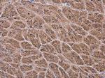 NAGLU Antibody in Immunohistochemistry (Paraffin) (IHC (P))