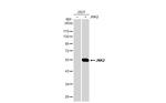 JNK2 Antibody in Western Blot (WB)