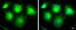 IKK epsilon Antibody in Immunocytochemistry (ICC/IF)