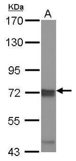 IKK epsilon Antibody in Western Blot (WB)