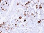 Carbonic Anhydrase II Antibody in Immunohistochemistry (Paraffin) (IHC (P))