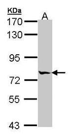 MIPEP Antibody in Western Blot (WB)