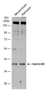 Ephrin B2 Antibody in Western Blot (WB)