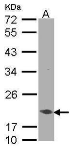 EEF1E1 Antibody in Western Blot (WB)