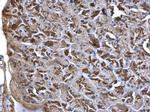 WNT7A Antibody in Immunohistochemistry (Paraffin) (IHC (P))