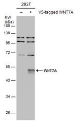 WNT7A Antibody in Western Blot (WB)