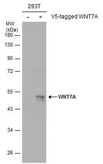 WNT7A Antibody in Western Blot (WB)